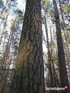 Sprzedam las około 100 letni( 69 arów)