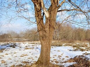 Działka inwestycyjna Kowalewo gm. Szemud, Wiśniowa