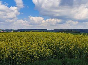 Krakowski, Skała, Przybysławice