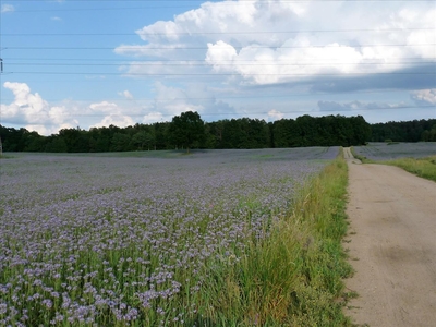 Działka na sprzedaż, Iławski, Iława, Szeplerzyzna