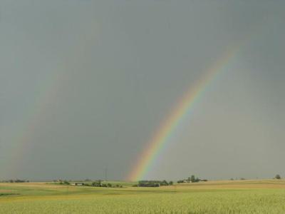 Do wydzierżawienia teren pod pasieki