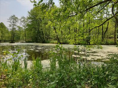 Działka na sprzedaż, Gostyniński, Choinek