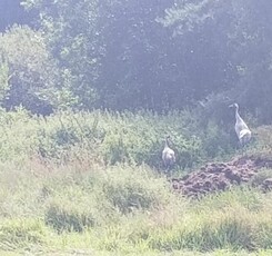 Uzbrojona Działka Budowlana w otulinie Parku Krajobrazowego