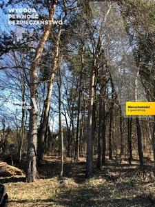 Działka leśna Leszno