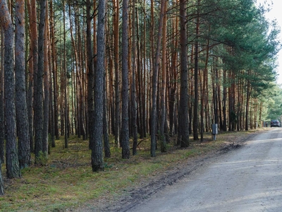 Działka budowlana w Inowłodzu, w lesie, 1000 mkw