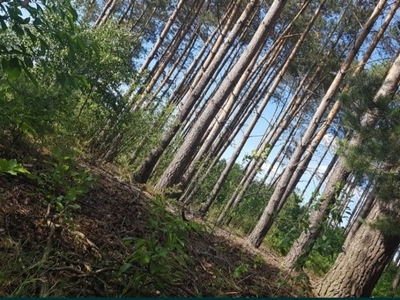 Las sosnowy 70 letni 1,5ha dostęp do mediów własna droga