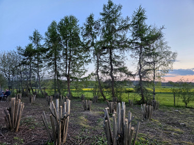 Działka rolno-budowlana, ul. Dębowa