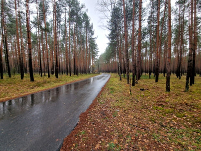 Działka leśna Potępa