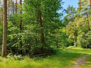 Działka leśna Rozewie gm. Władysławowo