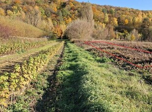 SPRZEDAŻ - DZIAŁKA ROLNA 326 m2 - BOCHOTNICA