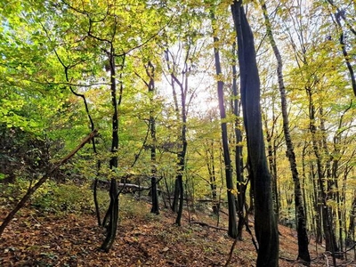 Działka leśna Łęki Górne gm. Pilzno