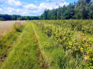 Działka rolno-budowlana, ul. Warecka