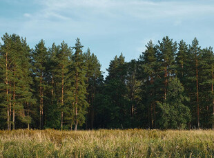 DZIAŁKA LEŚNA- 77 arów