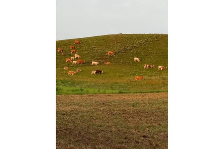 Działka na sprzedaż 70 000,00 m²