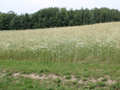 Działka budowlana Borowy Las gm. Sierakowice