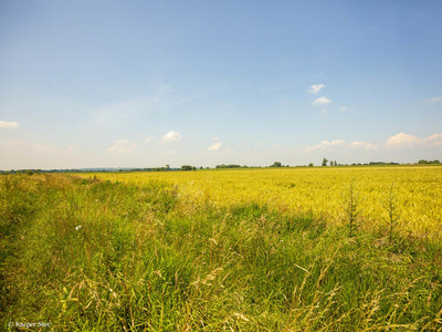 DZIAŁKA ROLNA W SZCZUROWEJ