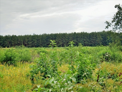 Działka na sprzedaż, Oleśnicki, Dobroszyce gm, Strzelce