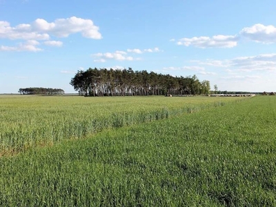 Działka budowlana Kiełkowo