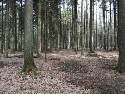 Działka Sprzedaż Budzów, Polska