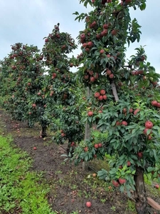 Działka 3ha Borowe gm. Warka