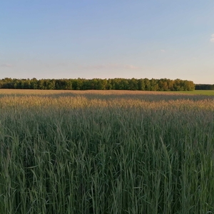 Działka Blinno pod fotowtaikę WZ bez możliwości dzierżawy