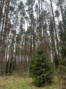 Działka leśna 1,3449 ha