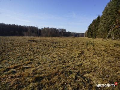 Biała Piska (gw), Drygały dzialka