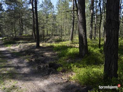 Działka 2500m2 leśna Siennica