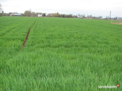 Działka - Gzowo nad rzeką Narew