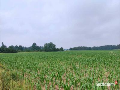 Działki Rolne (1000 m2) Skałka