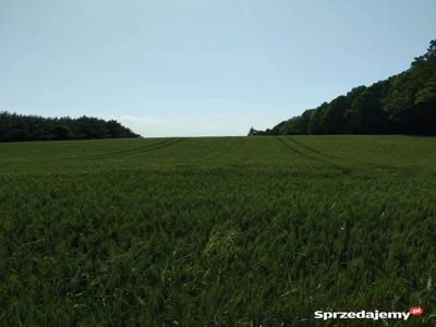 Dzierżawa gruntów ornych