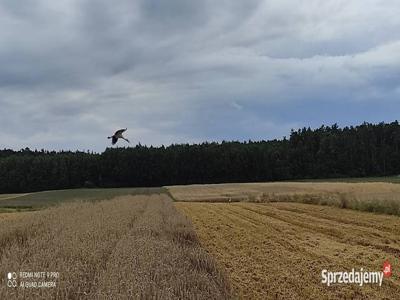 Dzierżawa gruntów rolnych warunki do ustalenia.