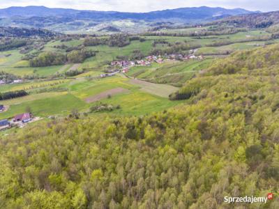 Las bukowy w Kiczni 1,2 ha | gm. Łacko