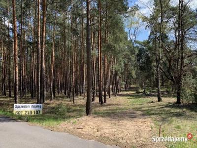 Las, działka 14000m Nowe Polesie gm. Leoncin