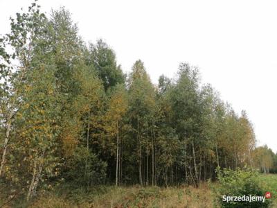 Na sprzedaż ponad 200 ha gruntów leśnych