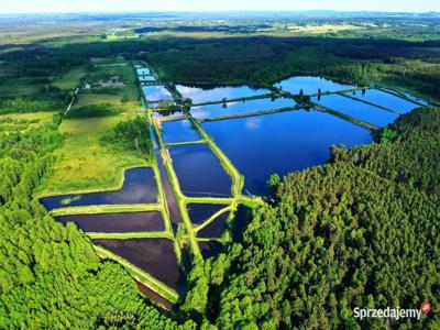 Stawy rybackie+Gospodarstwo rybackie - 22 ha gmina Falków