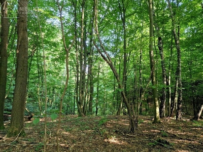 Działka leśna Sitnica