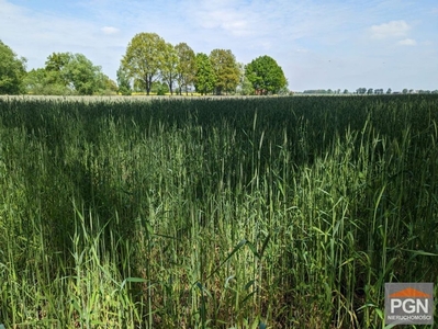 Działka rolna Budziszewko