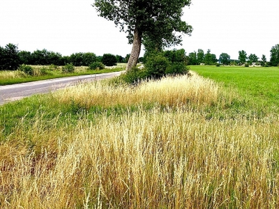 Działka rolna Trzebieszewo