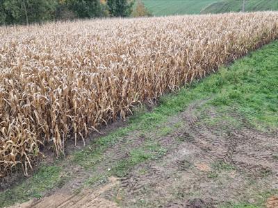 Działka na sprzedaż, Golubsko-Dobrzyński, Sitno