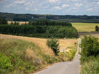 Działka leśna .Las bukowy , brzozowy , i inne gatunki