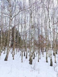 Działka Leśna - Okazja