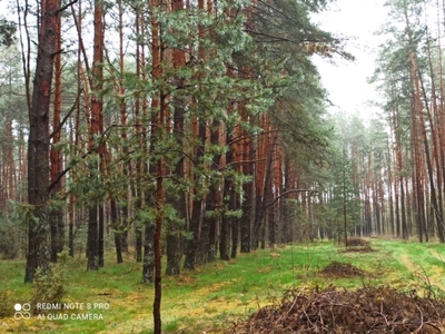 Działka leśna# polana#nie budowlana# las sosnowy# rzeka