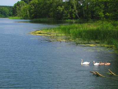 Działka rolna 60 ar Chomętowo - Lubuskie Mazury