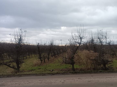 Działka rolna o pow. 0,27 ha w m. Głazów gmina Obrazów