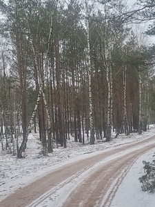 Przepiękny las w Centrum Borów Tucholskich