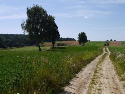 Syndyk sprzeda nieruchomość rolną 1,1 ha w miejscowości Werechanie