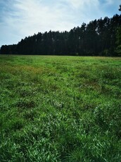 Sprzedam grunty orne Budzyń-Drążki granica z lasem 2,27 ha