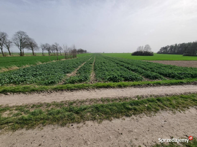 Działka rolna 1,5 ha Wroników (gmina Rozprza) przy drodze n…