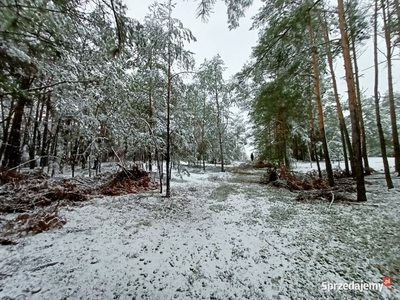 Syndyk sprzeda nieruchomości w Korzeniewie k/Kalisza